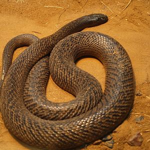 Inland taipan