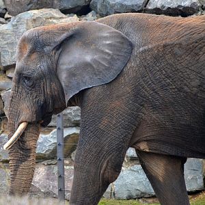 African Elephant - March 2017