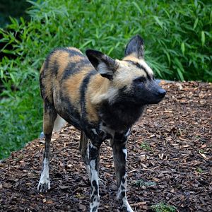 African Hunting Dog - March 2017