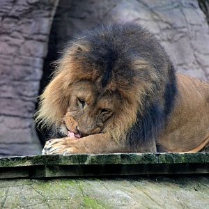 African Lion - March 2017