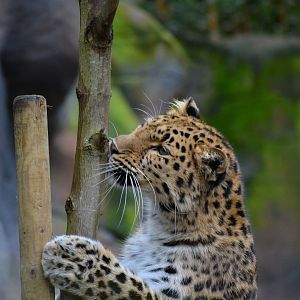 Amur Leopard - March 2017