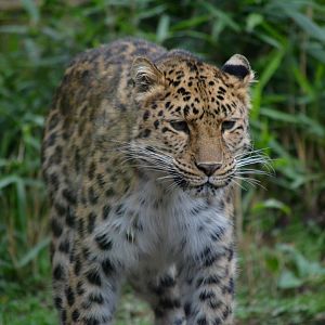 Amur Leopard - March 2017
