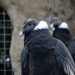 Andean Condor - March 2017