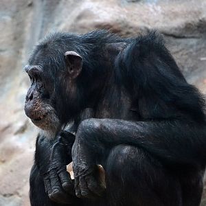 Common Chimpanzee - March 2017
