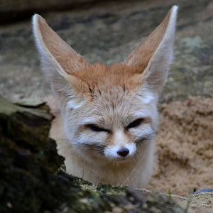 Fennec Fox - March 2017