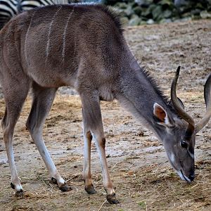 Greater Kudu - March 2017
