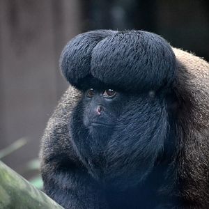 Guianan Bearded Saki - March 2017
