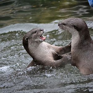 Indochinese Smooth Coated Otter - March 2017