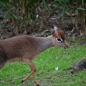 Kirk's Dik Dik - March 2017