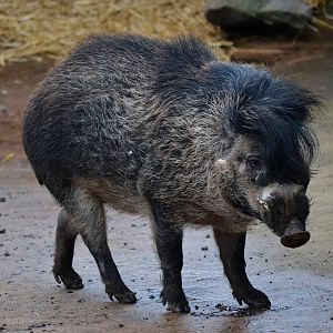 Negros Island Warty Pig - March 2017