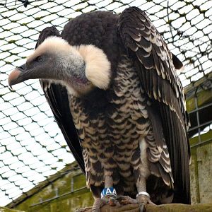 Ruppell's Griffon Vulture - March 2017