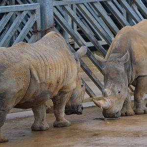 Southern White Rhinoceros - March 2017