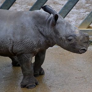 Southern White Rhinoceros - March 2017