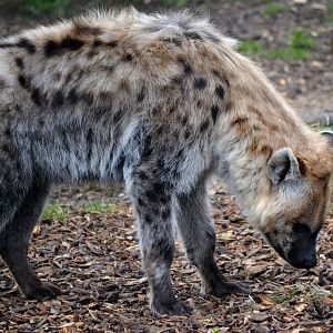 Spotted Hyena - March 2017