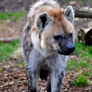 Spotted Hyena - March 2017