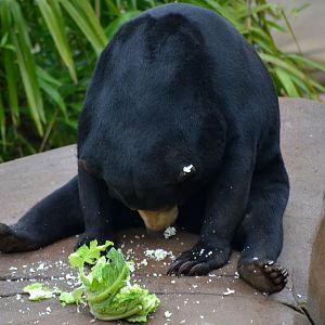 Malayan Sun Bear - March 2017