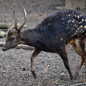 Visayan Spotted Deer - March 2017