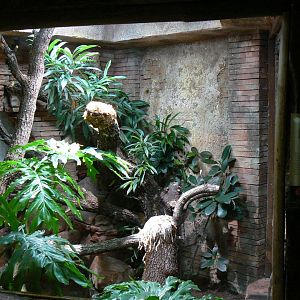 Frill-necked lizards terrarium