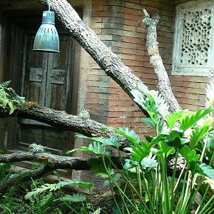 Long-nosed tree snakes terrarium