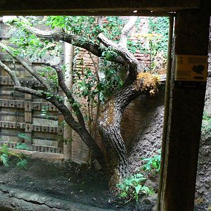 Green tree pythons terrarium