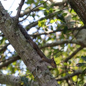 Eastern gray squirrel (Sciurus carolinensis fuliginosus)