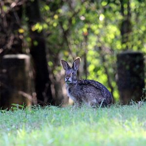 swamp rabbit (Sylvilagus aquaticus)
