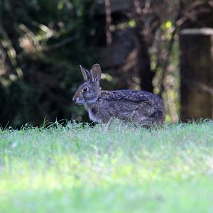 swamp rabbit (Sylvilagus aquaticus)