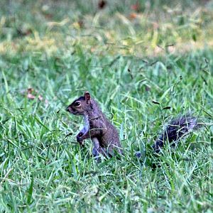 Eastern gray squirrel (Sciurus carolinensis fuliginosus)