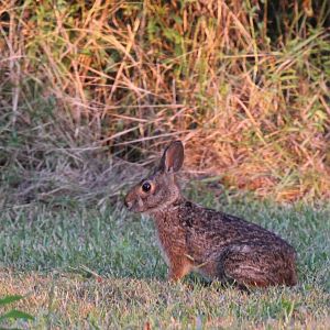 swamp rabbit (Sylvilagus aquaticus)