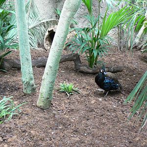 Greenhouse - Palawan peacock-pheasant and Java mouse deer enclosure