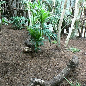 Greenhouse - Palawan peacock-pheasant and Java mouse deer enclosure