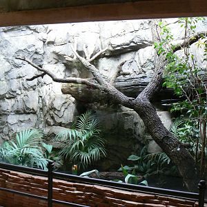 Crested partridge exhibit