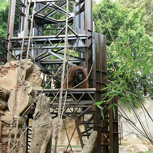 Bornean orangutans exhibit
