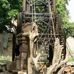 Bornean orangutans exhibit