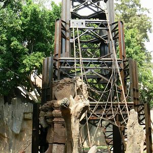 Bornean orangutans exhibit