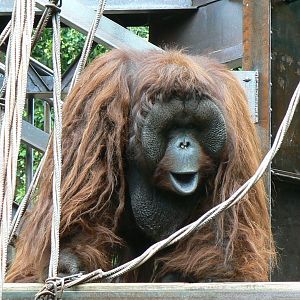Bornean orangutan