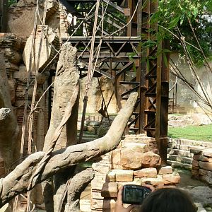 Bornean orangutan exhibit