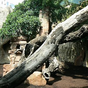 Southern cassowaries and nepalese red pandas exhibit