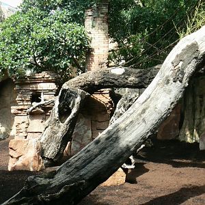 Southern cassowaries and nepalese red pandas exhibit