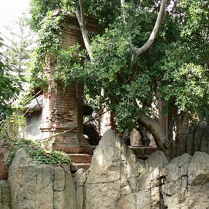 Nepalese red pandas exhibit
