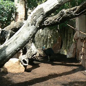 Southern cassowaries and nepalese red pandas exhibit