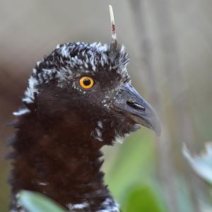 Horned screamer  (Anhima cornuta)