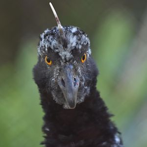 Horned screamer  (Anhima cornuta)