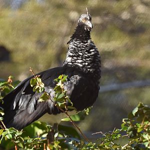 Horned screamer  (Anhima cornuta)