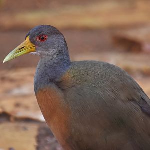 Grey-necked wood rail (Aramides cajaneus)