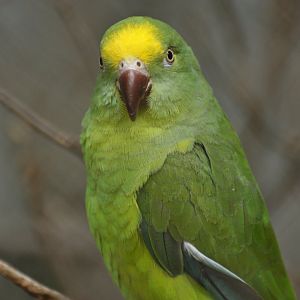 Tui parakeet (Brotogeris sanctithomae)