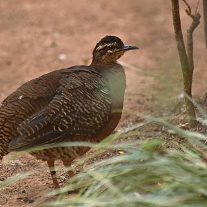 Yellow-legged Tinamou (Crypturellus noctivagus)