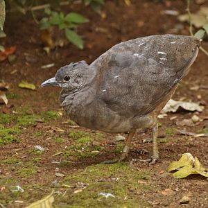 Brown Tinamou (Crypturellus obsoletus)