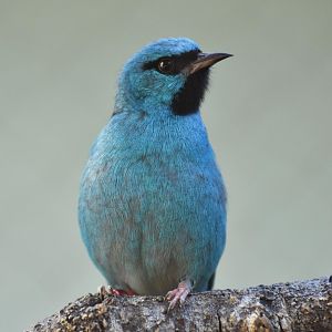 Blue dacnis (Dacnis cayana)