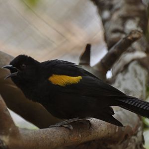 Epaulet Oriole (Icterus cayanensis)